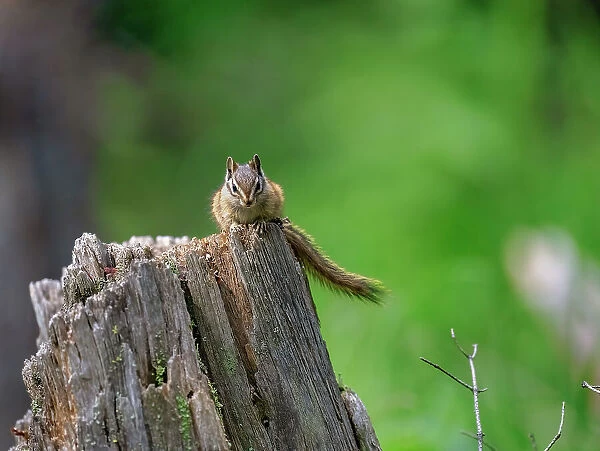 A Chipmunk (Tamias) on a log in the forest of Breckenridge, Colorado, United States of America, North America