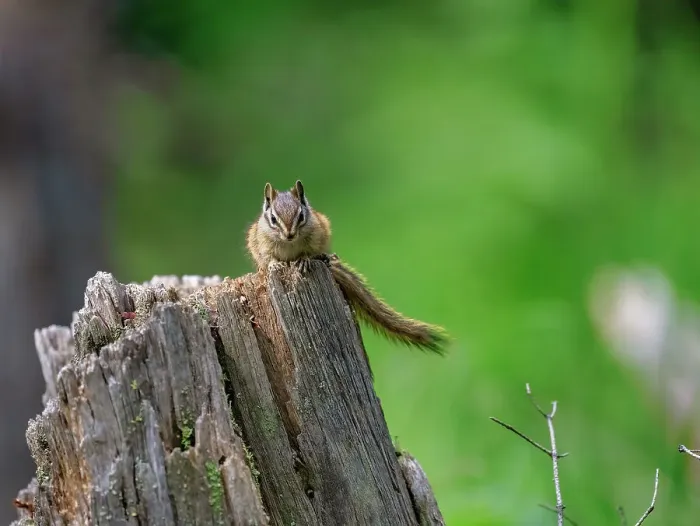 Framed Print : A Chipmunk (Tamias) on a log in the forest of Breckenridge, Colorado, United States of America, North America Framed Print : A Chipmunk (Tamias) on a log in the forest of Breckenridge, Colorado, United States of America, North America