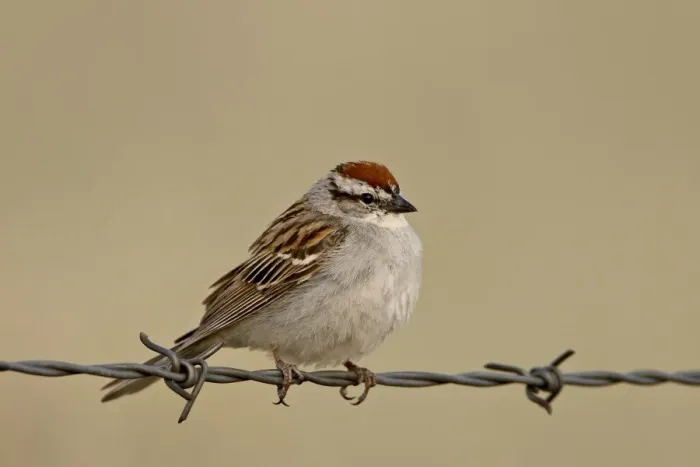 Framed Print : Chipping sparrow (Spizella passerina), Banff National Park, Alberta, Canada Framed Print : Chipping sparrow (Spizella passerina), Banff National Park, Alberta, Canada