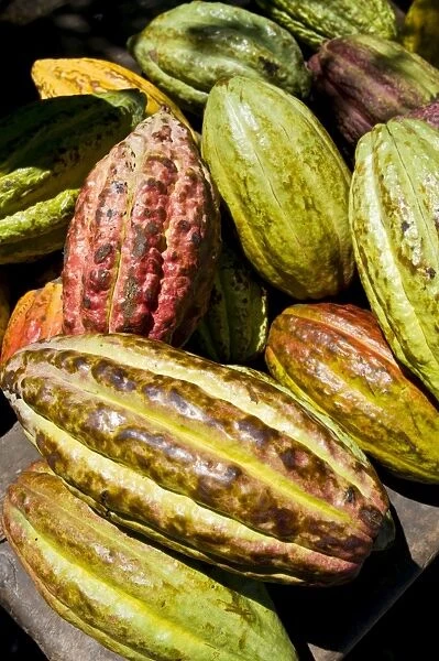 Chocolate fruits from a Theobroma cacao tree, Madagascar, Africa