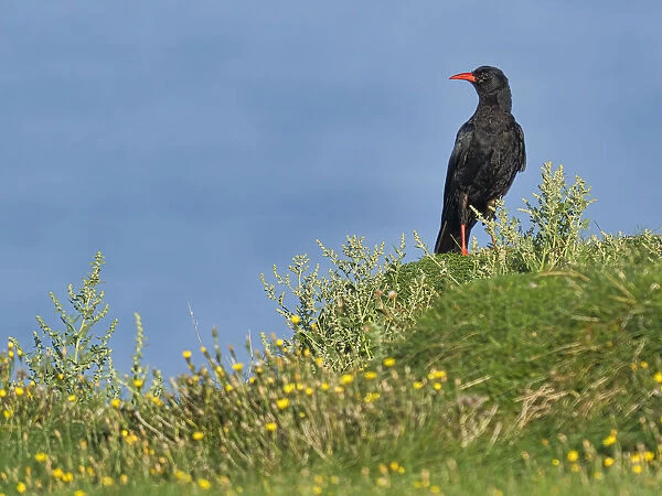 Chough, County Clare, Munster, Republic of Ireland, Europe