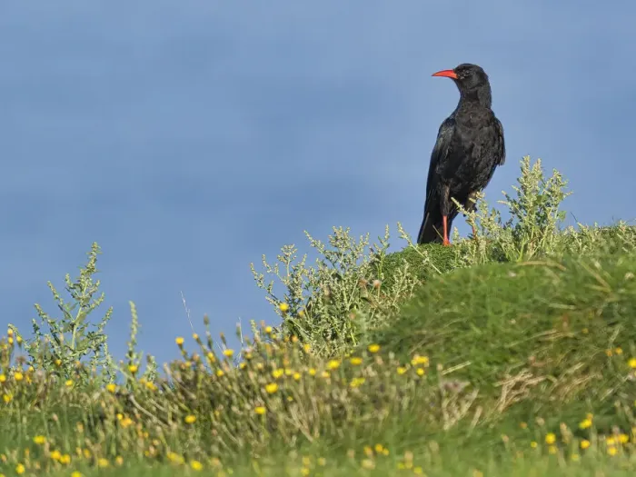 Framed Print : Chough, County Clare, Munster, Republic of Ireland, Europe Framed Print : Chough, County Clare, Munster, Republic of Ireland, Europe