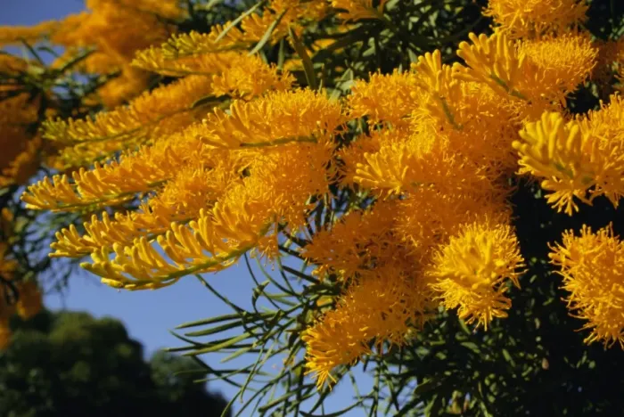 Framed Print : Christmas tree, Nuytsia floribunda, native flora, Western Australia, Australia Framed Print : Christmas tree, Nuytsia floribunda, native flora, Western Australia, Australia