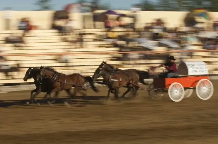 Framed Print : Chuck wagon races, British Columbia, Canada, North America Framed Print : Chuck wagon races, British Columbia, Canada, North America