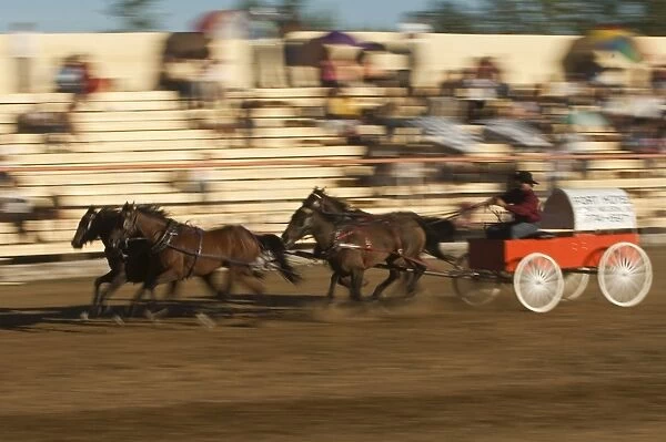 Chuck wagon races, British Columbia, Canada, North America