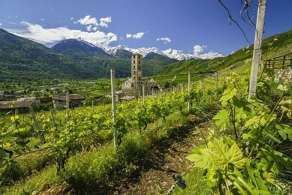 The Church of Bianzone seen from the green vineyards of Valtellina, Lombardy, Italy