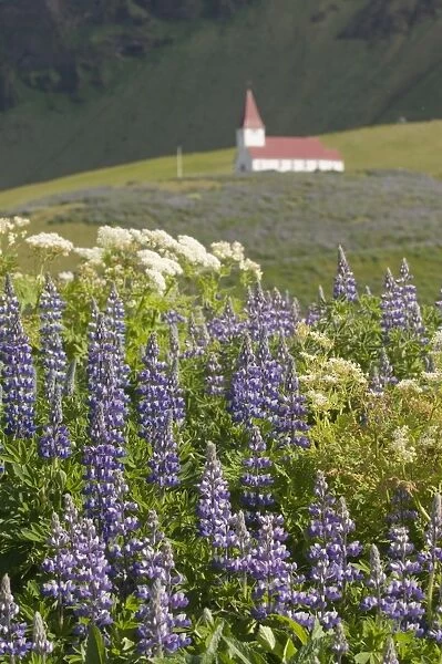 Church and flower meadow of lupins, Vik, Iceland, Polar Regions