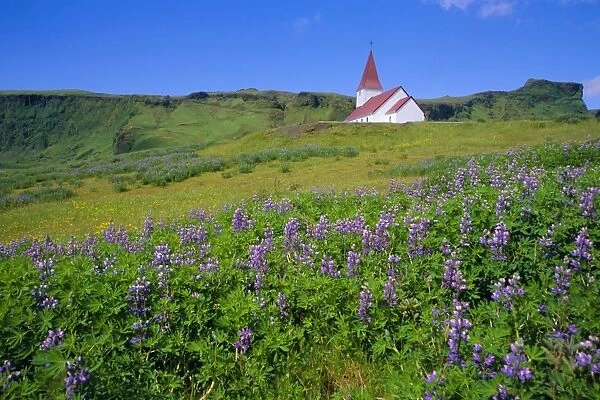 Church and lupin flowers