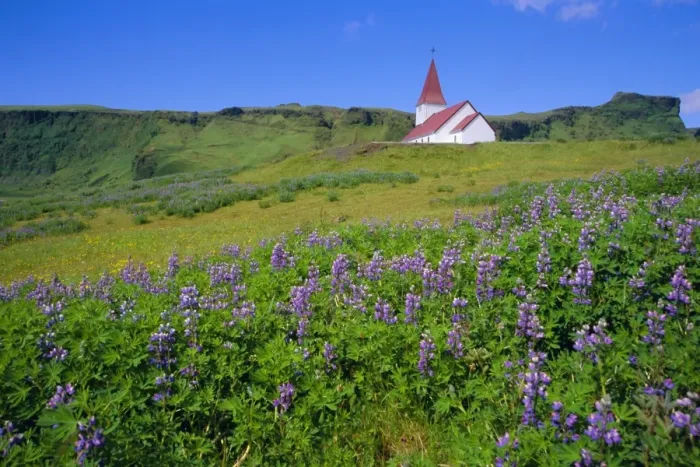 Framed Print : Church and lupin flowers Framed Print : Church and lupin flowers