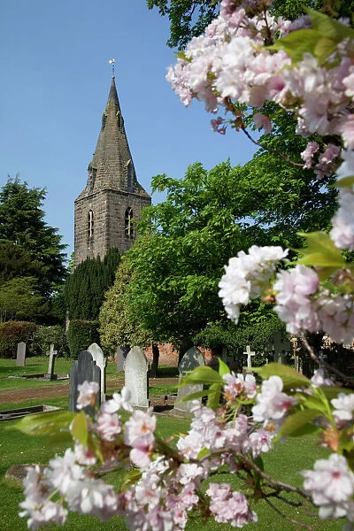 Church and spring blossom, Burton Joyce, Nottinghamshire, England, United Kingdom, Europe
