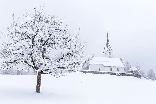 Church of Versam among the snow-laden trees, Versam, Safiental, Surselva, Graubunden