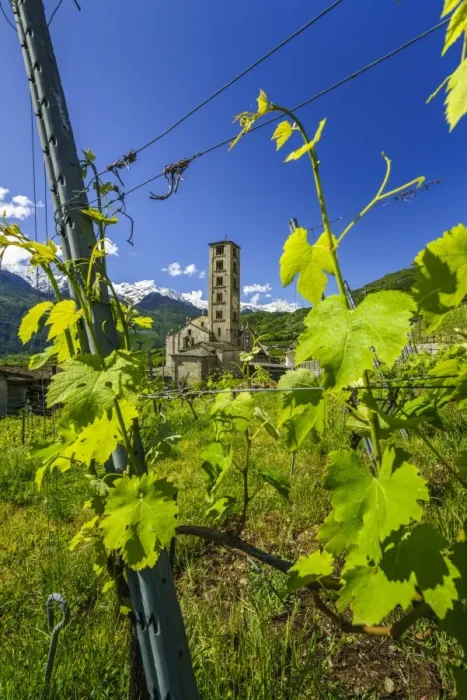 Framed Print : The Church of Villa di Tirano, hidden among the vineyards of Valtellina during Framed Print : The Church of Villa di Tirano, hidden among the vineyards of Valtellina during