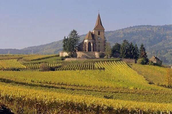 Church in vineyards, Hunawihr, Alsace, France, Europe