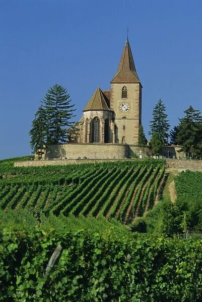Church and vineyards, Hunawihr, Alsace, France, Europe