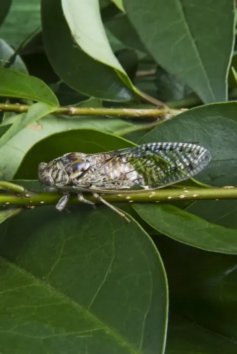 Framed Print : Cicada, Annual cicada, (Tibicen linnei) Framed Print : Cicada, Annual cicada, (Tibicen linnei)