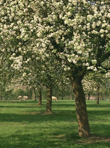 Cider apple trees in blossom in spring in an orchard in Herefordshire, England