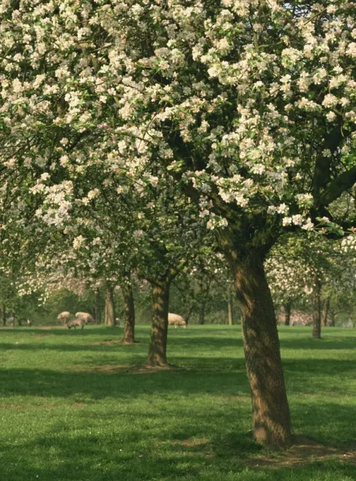 Framed Print : Cider apple trees in blossom in spring in an orchard in Herefordshire, England Framed Print : Cider apple trees in blossom in spring in an orchard in Herefordshire, England