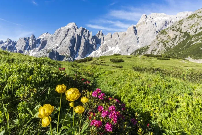 Framed Print : Cima dei Colesei and Popera group surrounded by rhododendrons in bloom, Comelico Framed Print : Cima dei Colesei and Popera group surrounded by rhododendrons in bloom, Comelico