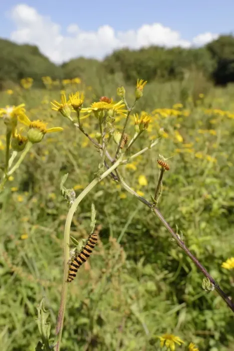 Framed Print : Cinnabar moth caterpillars (Tyria jacobaeae) feeding on Ragwort plants (Senecio jacobaea) Framed Print : Cinnabar moth caterpillars (Tyria jacobaeae) feeding on Ragwort plants (Senecio jacobaea)