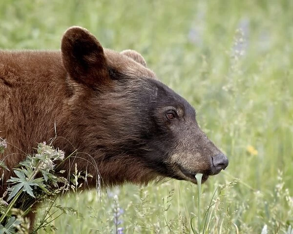 Cinnamon black bear (Ursus americanus) feeding, Waterton Lakes National Park