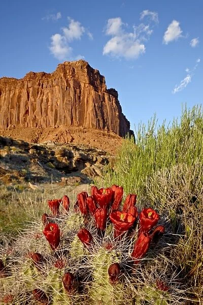 Claretcup cactus (Echinocereus triglochidiatus) and butte, Canyon Country