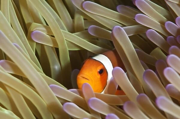 Clarks anemonefish (Amphiprion clarkii), Sulawesi, Indonesia, Southeast Asia, Asia