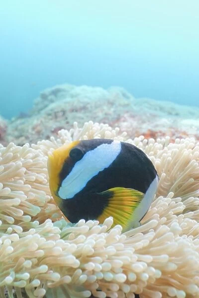 Clarks Anemonefish (Amphiprion clarkii) Southern Thailand, Andaman Sea, Indian Ocean, Asia