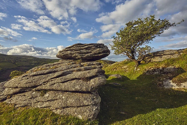 A classic Dartmoor scene, a granite boulder and wind-gnarled hawthorn tree, on Bench Tor