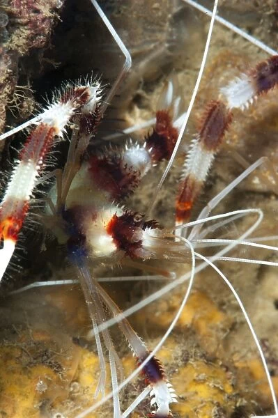 Cleaner shrimp (Stenopus hispidus), Sulawesi, Indonesia, Southeast Asia, Asia