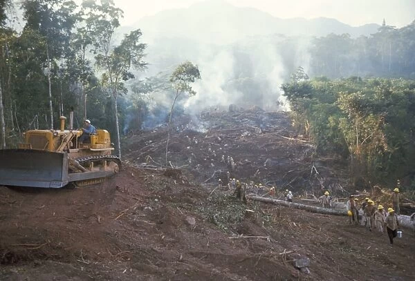 Clearing forest for building of the Forest Edge highway