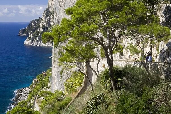 Cliffs near Capri town, Capri Island, Bay of Naples, Campania, Italy, Europe