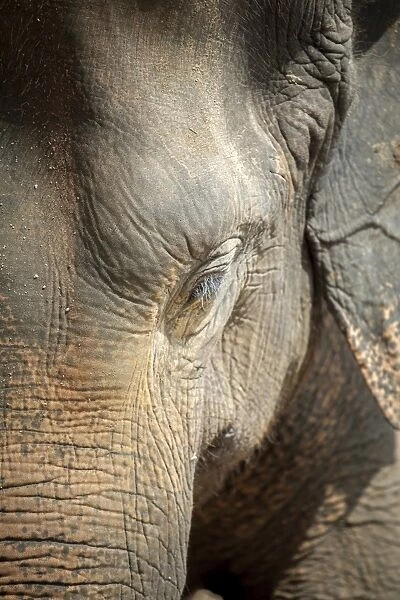 Close up of a adult elephants (Elephantidae) head and crinkled skin, Pinnewala Elephant Orphanage, Sri Lanka, Asia