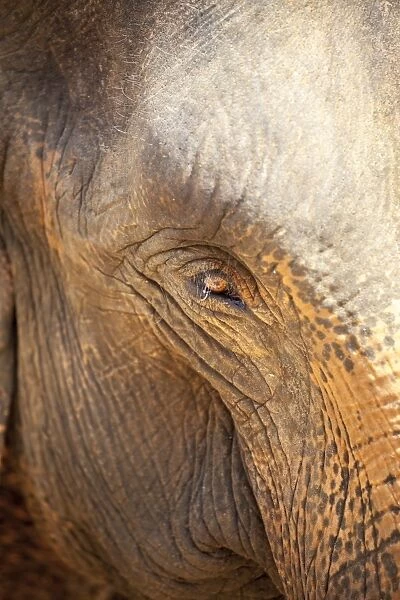 Close up of a adult elephants (Elephantidae) eye and crinkled skin, Pinnewala Elephant Orphanage, Sri Lanka, Asia