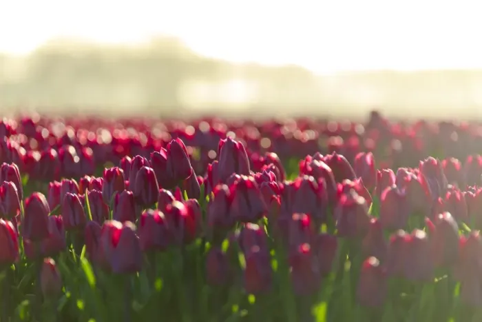 Framed Print : Close up of colourful tulips in bloom at sunrise, De Rijp, Alkmaar, North Holland Framed Print : Close up of colourful tulips in bloom at sunrise, De Rijp, Alkmaar, North Holland