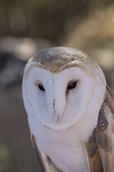 Close up of a common barn owl (Tyto Alba), West-Tucson Mountain District, Saguaro National Park, Arizona, United States of America, North America