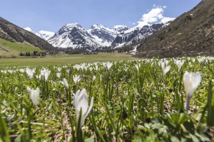 Framed Print : Close up of Crocus flowers during spring bloom, Davos, Sertig Valley, canton of Graubunden Framed Print : Close up of Crocus flowers during spring bloom, Davos, Sertig Valley, canton of Graubunden