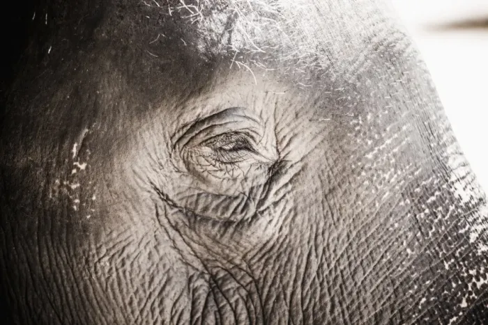 Framed Print : Close up of an elephants eye, Pinnawala Elephant Orphanage, Sri Lanka, Asia Framed Print : Close up of an elephants eye, Pinnawala Elephant Orphanage, Sri Lanka, Asia