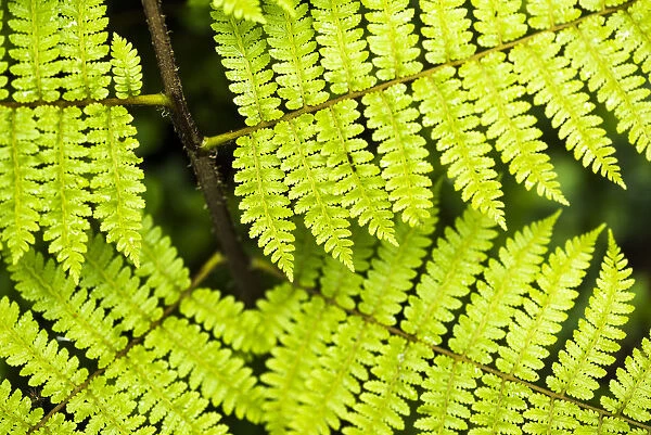 Close up detail of a fern in the rainforest in Arenal Volcano National Park, Alajuela Province