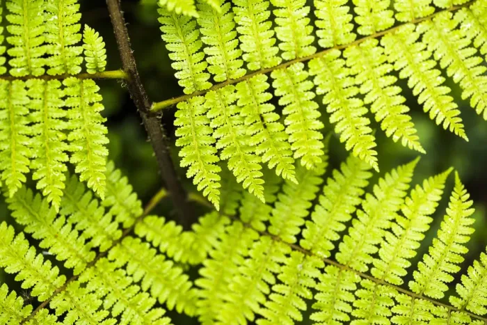 Framed Print : Close up detail of a fern in the rainforest in Arenal Volcano National Park, Alajuela Province Framed Print : Close up detail of a fern in the rainforest in Arenal Volcano National Park, Alajuela Province
