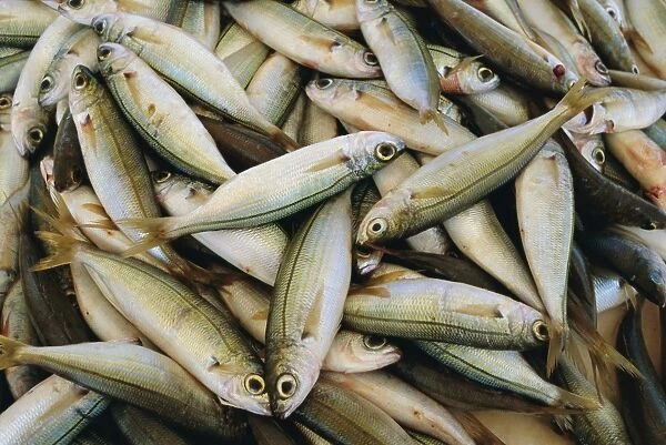 Close up of fish in market