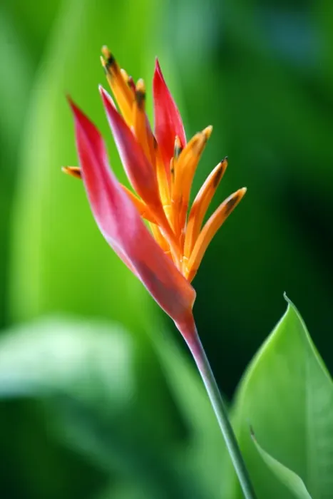 Framed Print : Close up of heliconia flower, Costa Rica, Central America