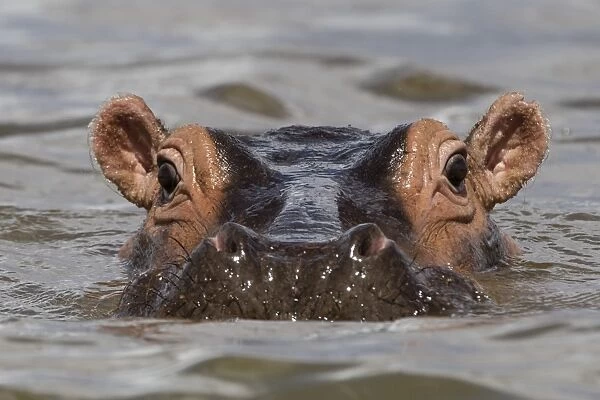Close up of an hippopotamus (Hippopotamus amphibius) submerged in Lake Gipe and looking