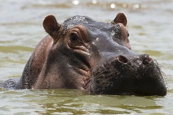 Close up of an hippopotamus (Hippopotamus amphibius) submerged in Lake Gipe and looking