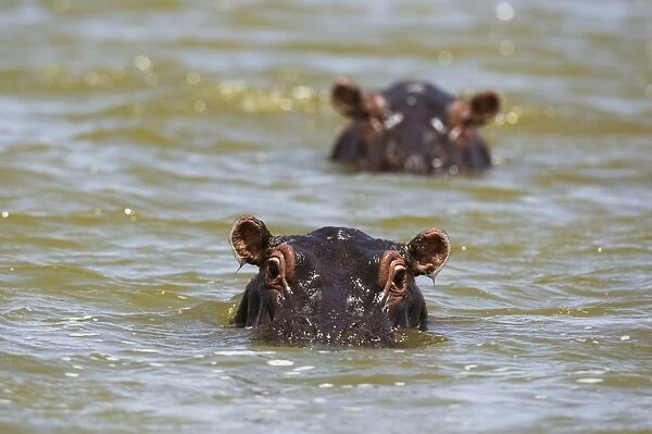 Close up of hippos (Hippopotamus amphibius) submerged in Lake Gipe, Tsavo, Kenya