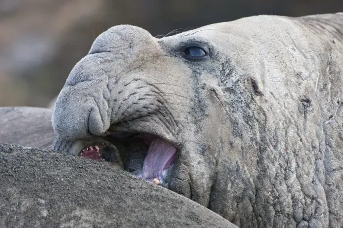 Framed Print : Close up of a male Southern elephant seal (Mirounga leonina), St. Andrews Bay, South Georgia Island, Polar Regions Framed Print : Close up of a male Southern elephant seal (Mirounga leonina), St. Andrews Bay, South Georgia Island, Polar Regions