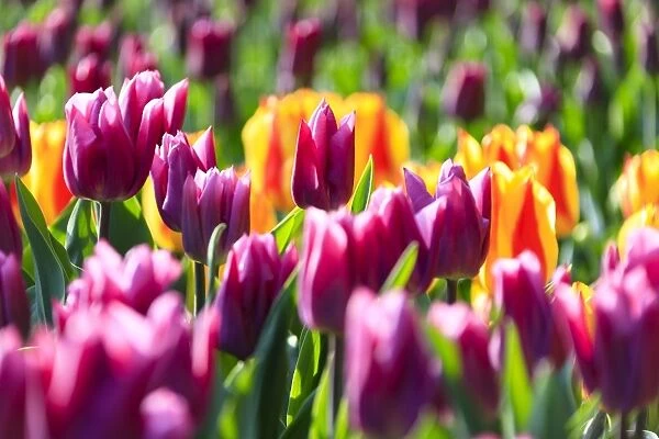 Close up of multicolored tulips in bloom at the Keukenhof Botanical Garden, Lisse