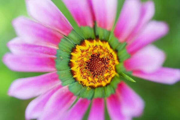 Close up of pink flower, United Kingdom, Europe