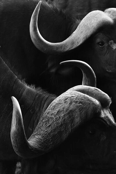Close up portrait of an African buffalo (Syncerus caffer) at a waterhole, Tsavo, Kenya