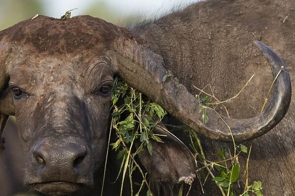 Close up portrait of an African buffalo (Syncerus caffer) looking at the camera, Tsavo