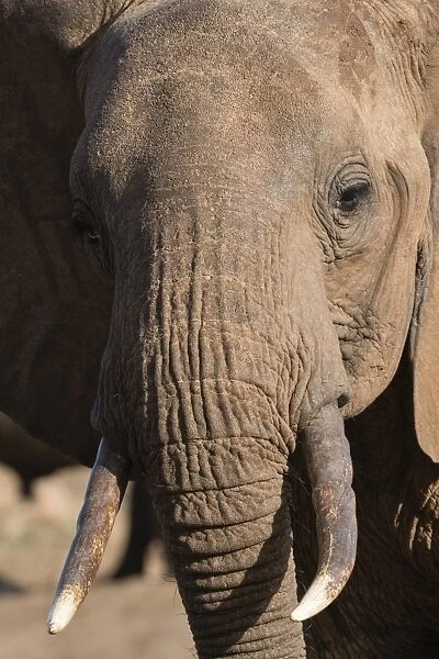 Close up portrait of an African elephant (Loxodonta africana), Tsavo, Kenya, East Africa